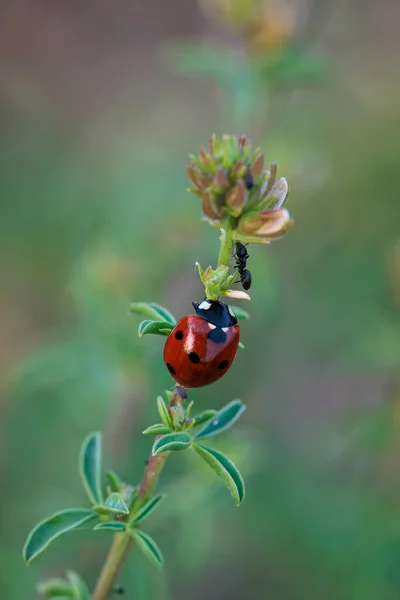 Joaninha Formiga Insetos Seu Ambiente Natural — Fotografia de Stock