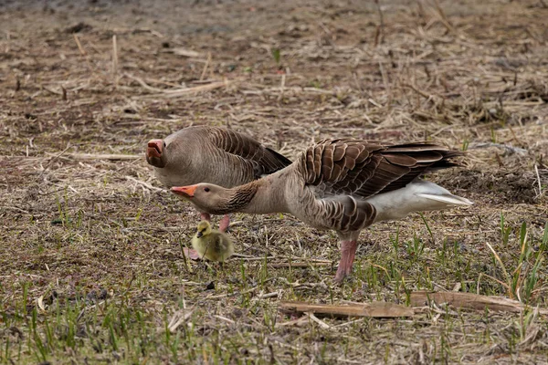 Χήνα Greylag Anser Anser Πτηνά Στο Φυσικό Τους Περιβάλλον — Φωτογραφία Αρχείου