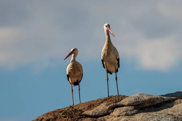 Storks Natural Environment — Stock Photo, Image
