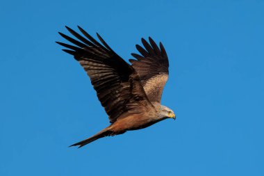 Siyah uçurtma (Milvus migrans). Kuş doğal ortamında.