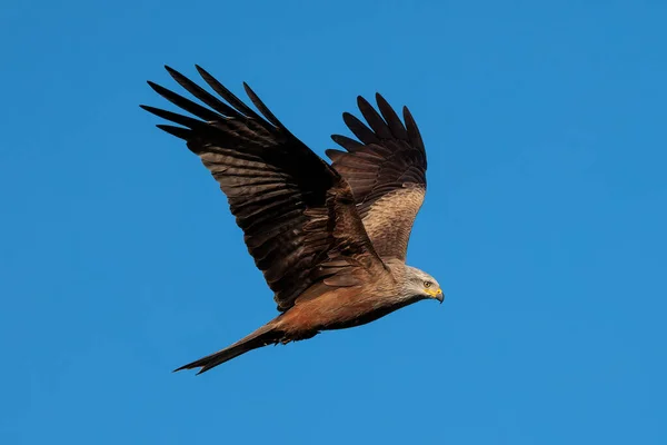Cerf Volant Noir Milvus Migrans Oiseau Dans Son Environnement Naturel — Photo