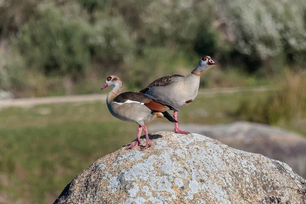 Ganso Egípcio Alopochen Aegyptiaca Aves Seu Ambiente Natural — Fotografia de Stock