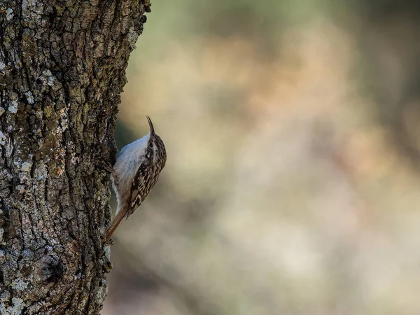 Stromový Tesař Krátkými Prsty Certhia Brachydactyla Pták Svém Přirozeném Prostředí — Stock fotografie