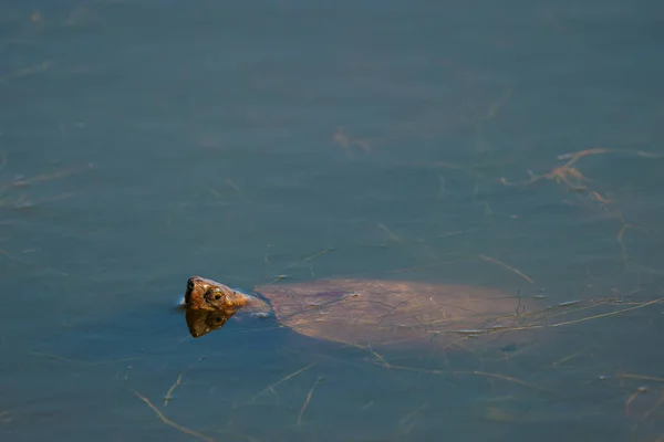 Tartaruga Arrancando Cabeça Uma Lagoa — Fotografia de Stock