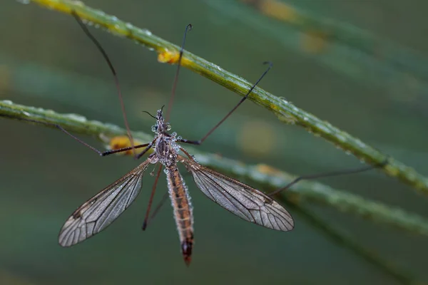 Crane Fly Nombre Común Que Refiere Cualquier Miembro Familia Insectos —  Fotos de Stock