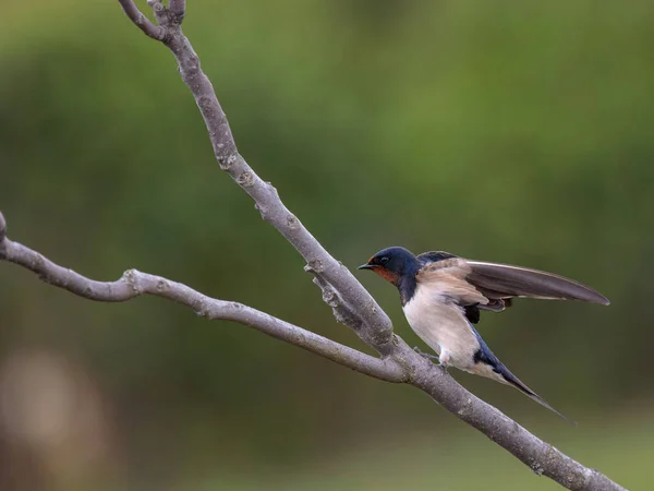 Hirondelle Rustique Hirundo Rustica Oiseau Dans Son Environnement Naturel — Photo