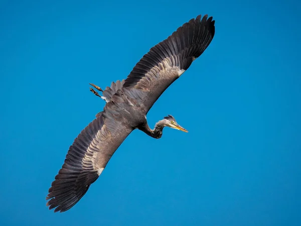 Graureiher Seiner Natürlichen Umgebung — Stockfoto