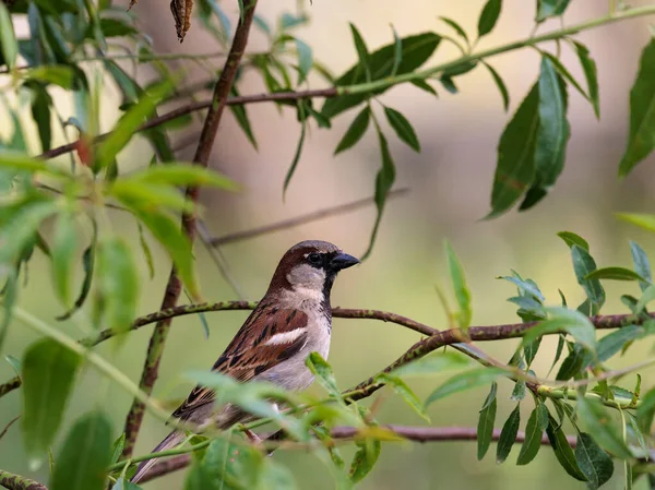 Haussperling Vogel Seiner Natürlichen Umgebung — Stockfoto