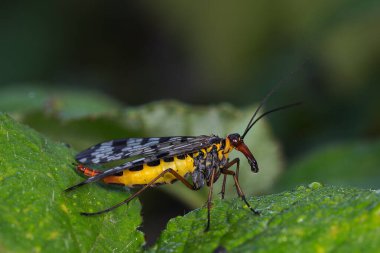 Akrep doğal ortamında uçar..