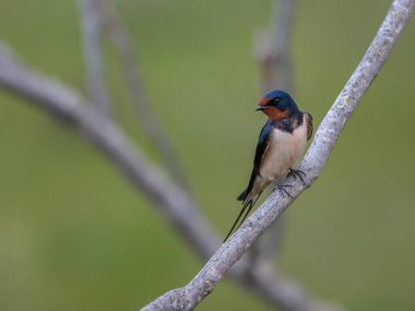 Ahır kırlangıcı (Hirundo rustica). Kuş doğal ortamında.