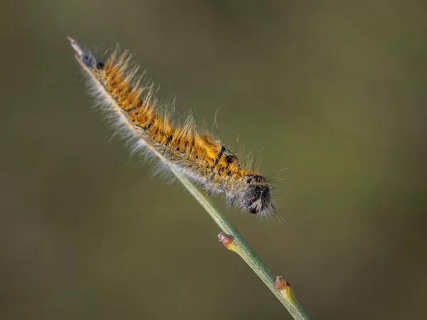 Larv Sin Naturliga Miljö — Stockfoto