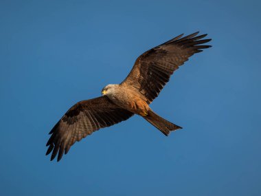 Siyah uçurtma (Milvus migrans). Kuş doğal ortamında.