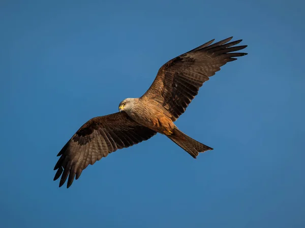 Black Kite Milvus Migrans Bird Its Natural Environment — Stock Photo, Image