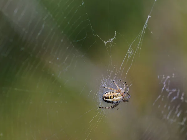Aculepeira Armida Pavouk Svém Přirozeném Prostředí — Stock fotografie