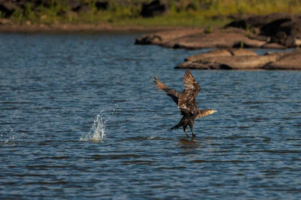 Büyük Karabatak. Phalacrocorax karbüratörü. 