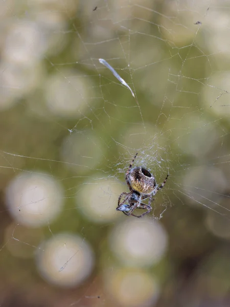蜘蛛在其自然环境中 — 图库照片