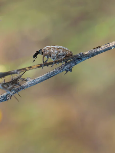 Weevil Beetle Its Natural Environment — Stockfoto