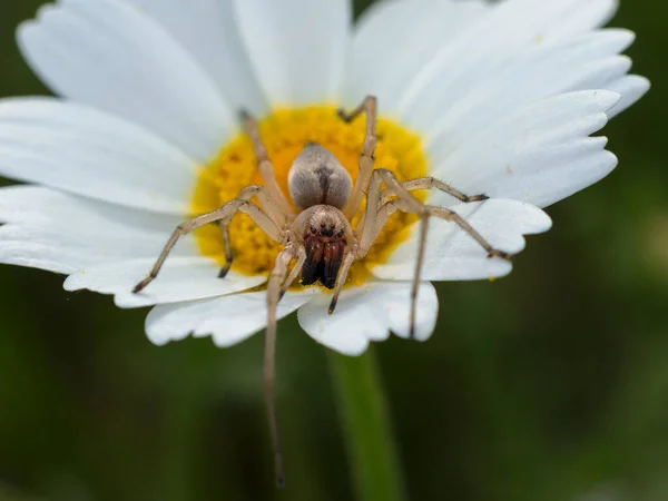 Spinne Auf Ein Gänseblümchen — Stockfoto