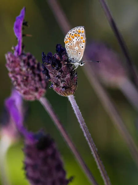 Motýl Jejich Přirozeném Prostředí — Stock fotografie