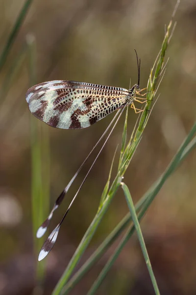 Nemoptera Bipennis Seiner Natürlichen Umgebung — Stockfoto