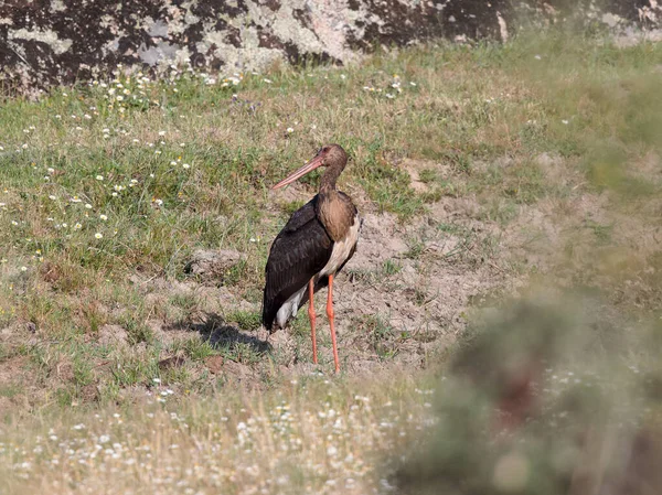 Svart Stork Ciconia Nigra Sin Naturliga Miljö — Stockfoto