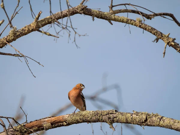 Czosnek Pospolity Fringilla Coelebs Ptak Siedzący Gałęzi — Zdjęcie stockowe