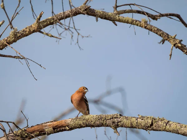 Alfinete Comum Coelebs Fringilla Pássaro Empoleirado Ramo — Fotografia de Stock