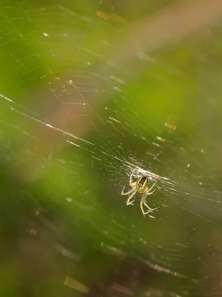 Spinne Ihrer Natürlichen Umgebung — Stockfoto