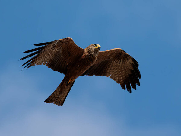 Milvus migrans. Black kite with majestic flight.