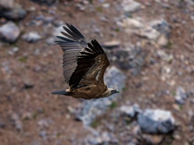 Griffon Akbabası. Kuş uçuyor..