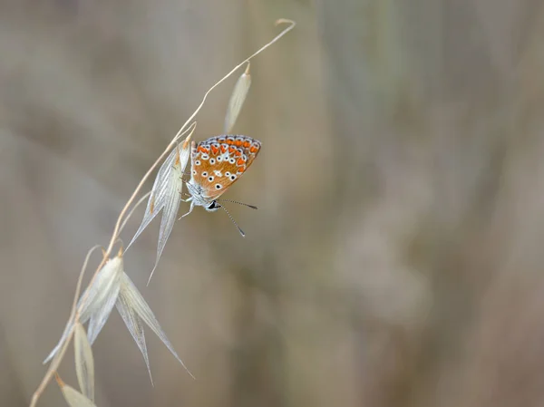 Borboleta Seu Ambiente Natural — Fotografia de Stock