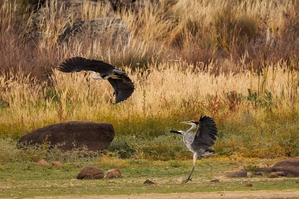 Grey Herons Its Natural Environment — Stock Photo, Image