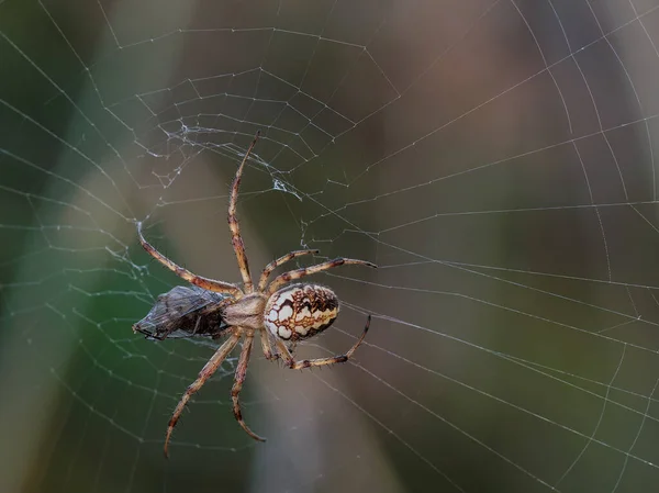 Araignée Avec Insecte Capturé Dans Toile — Photo