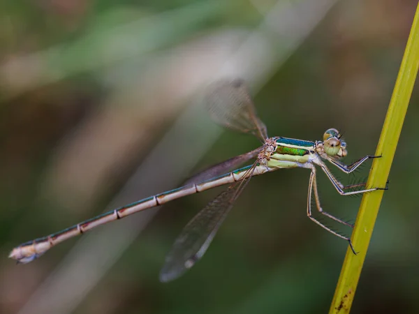 Tjejen Flyger Sin Naturliga Miljö — Stockfoto