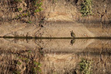 Bir göl kıyısında turtle.