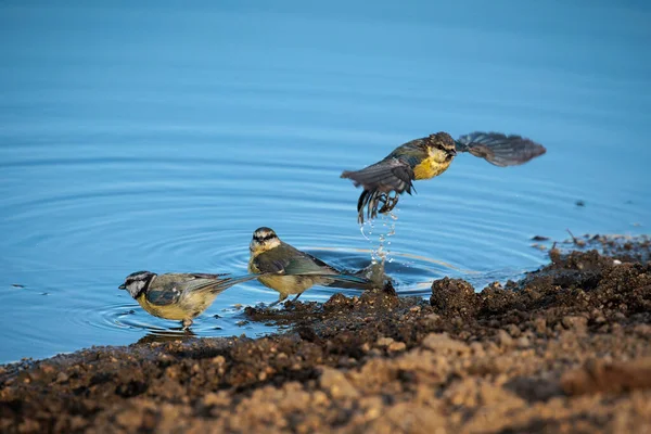 Eurasian Blue Tit Birds Shore Lagoon — Fotografia de Stock