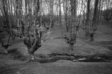Otzarreta Beech Ormanı. Gorbea Doğal Parkı. İspanya.