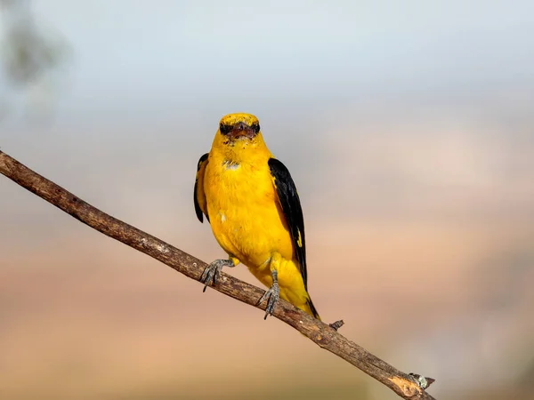 Eurasian Golden Oriole Oriolus Oriolus Bird Its Natural Environment — Zdjęcie stockowe