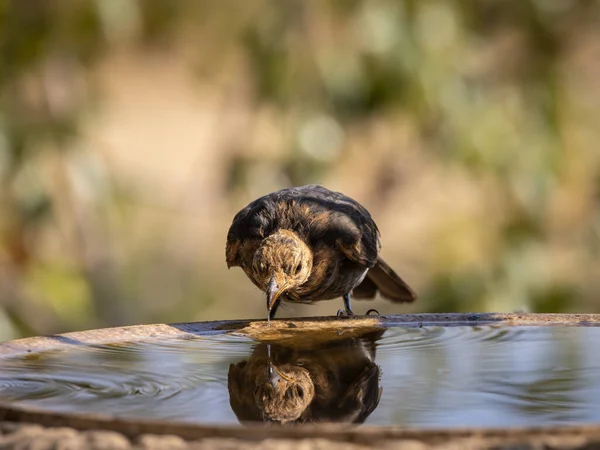 Kos Obecný Turdus Merula Ptačí Pitná Voda — Stock fotografie