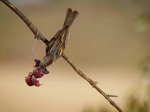 Domovní Vrabec Passer Domesticus Ptačí Žrádlo Hroznů — Stock fotografie