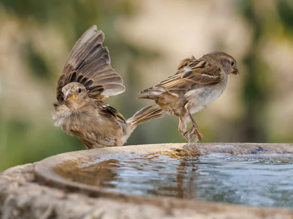 Female House Sparrows Passer Domesticus — Stock Photo, Image