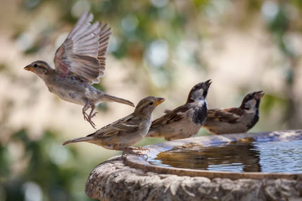 House Sparrows Passer Domesticus — Fotografia de Stock