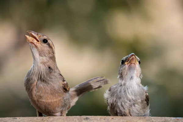 Female House Sparrows Passer Domesticus — Stock Photo, Image