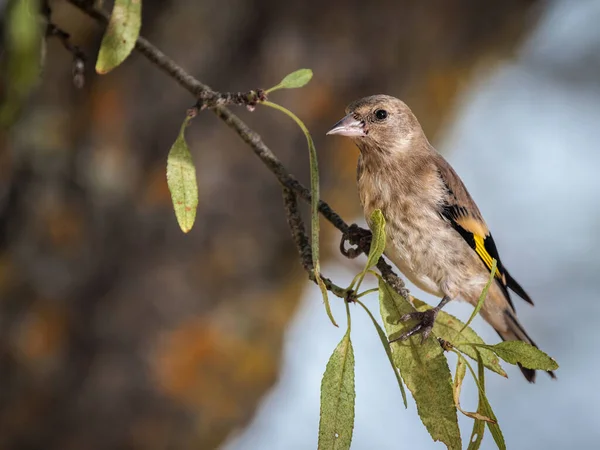 Європейський Золотошукач Carduelis Carduelis — стокове фото