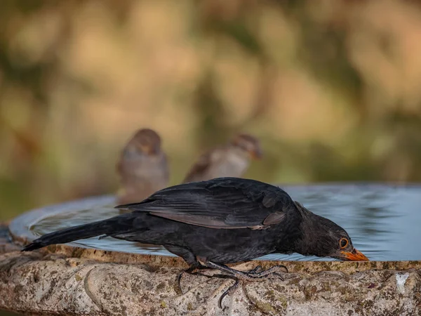 Common Blackbird Turdus Merula Bird Drinking Water — Photo