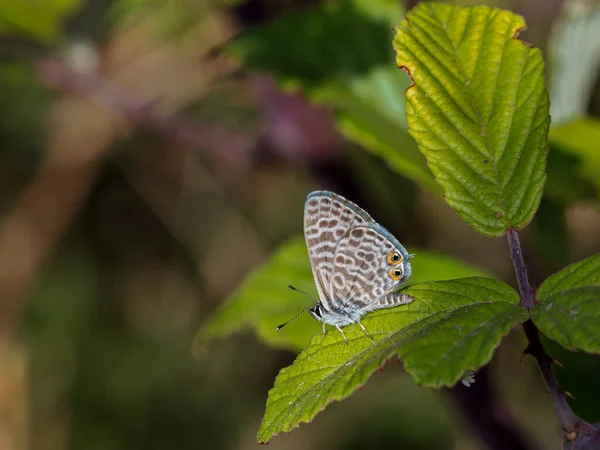 Papillon Dans Leur Environnement Naturel — Photo