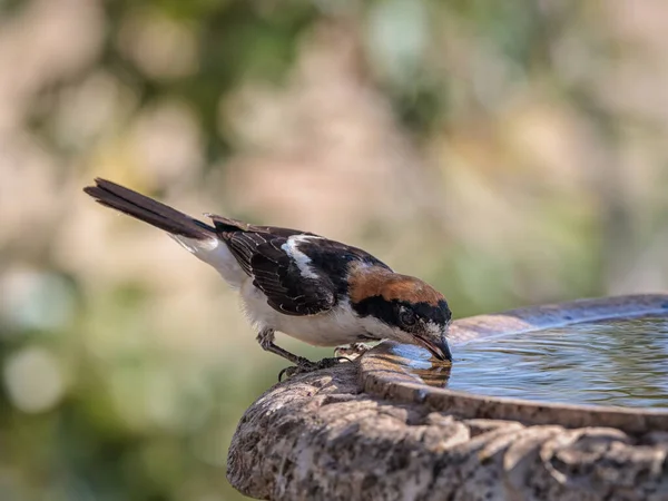 Woodchat Shrike Lanius Senator Bird Drinking Water — Stock Fotó