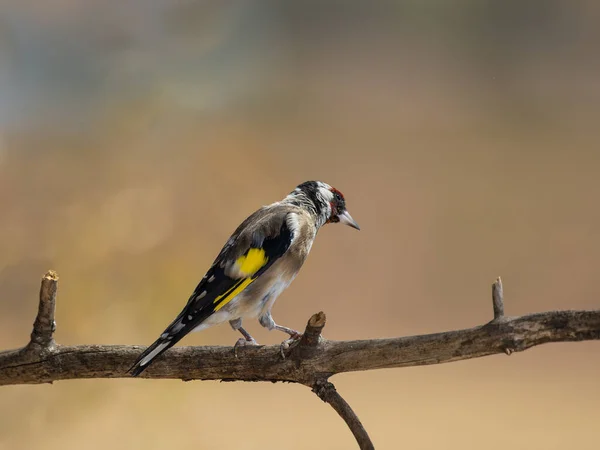 European Goldfinch Carduelis Carduelis — Zdjęcie stockowe