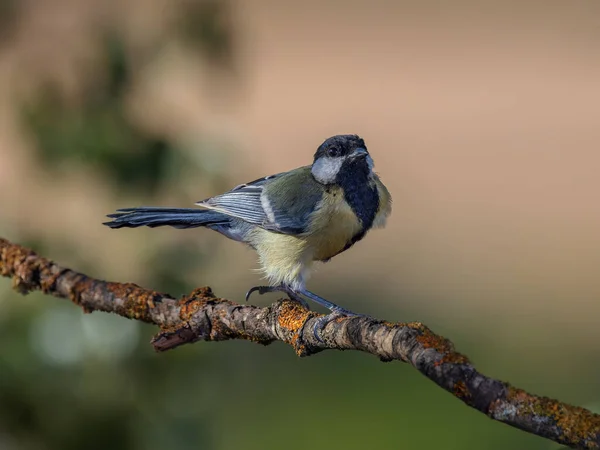 Bogatka Parus Major — Zdjęcie stockowe