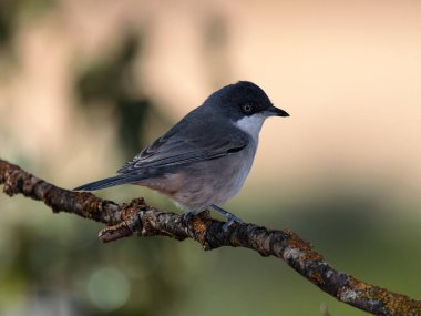 Western Orphean Warbler (Sylvia hortensis).